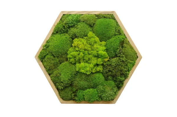 Hexagon mechový obraz s kopečkovým a sobí mechem